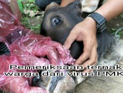 PMK Terdeteksi Serang Lembu Warga Aceh Jaya
