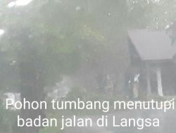 Hujan Disertai Angin Kencang Tumbangkan Sebagian Pohon di Langsa