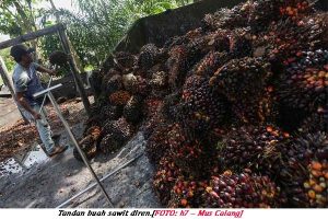 Harga Beli TBS dI Aceh Jaya oleh PMKS Berbeda