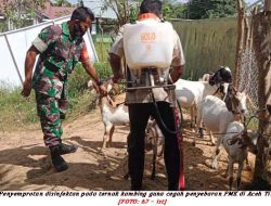 Ternak di Aceh Timur di Semprot Disinfektan