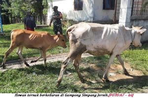 Warga Diimbau Jaga Hewan Tidak Berkeliaran