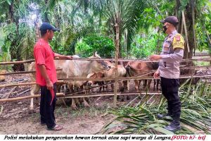 Polisi Temukan 86 Ekor Sapi di Langsa Terindikasi Wabah PMK