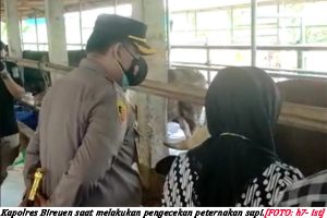 Di Bireuen Belum Ditemukan Kasus Sapi PMK