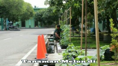 Ratusan Melon Hiasi Makodim Aceh Timur