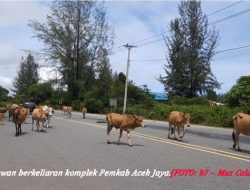 Gerombolan Lembu Bebas Berkeliaran di Jalan Kamplek Kantor Pemda Aceh Jaya
