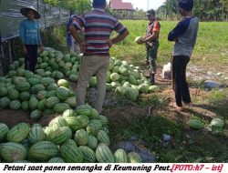 Petani Keumuning Peut Panen Buah Semangka