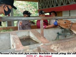 Polres Aceh Jaya Pantau Hewan Ternak Jelang Hari Raya Kurban