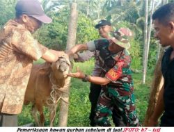 Meski Diterpa Wabah PMK, Penjualan Hewan Qurban di Aceh Timur Normal