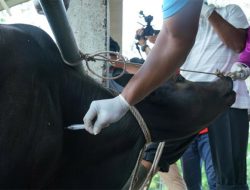 Angka Kesembuhan PMK di Aceh Besar Capai 80 Persen