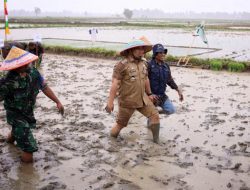 Dalam Guyuran Hujan, Pj Bupati dan Ketua DPRK Tanam Padi di Bueng Pageu