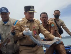 Lindungi Popularitas, Anakan Ikan Hiu dilepas Liarkan ke Laut
