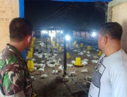 Peternakan Ayam Potong Mukhtar Hasilkan 10 Ribu Ekor Per Bulan