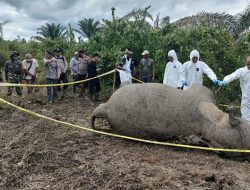 Seekor Gajah Betina Mati di Kebun Warga Peunaron