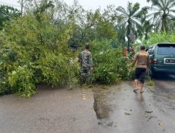 Pohon Tumbang di Jalinsum Medan-Banda Aceh