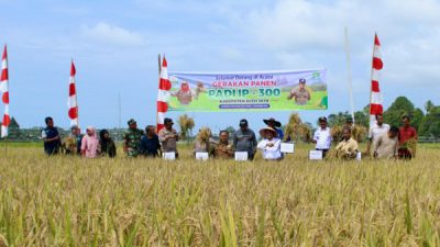 Pj Bupati Aceh Jaya Panen Padi IP-300 di Kecamatan Panga