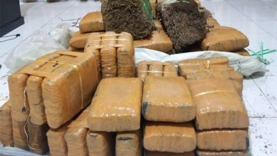 DPO Narkoba Ditangkap, 147 Kg Ganja Diamankan