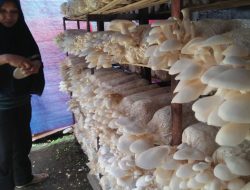 Warga Wih Sagi Indah Kembangkan Jamur Tiram