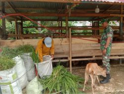 Peternak Julok Kembangkan Sapi Metode Branding