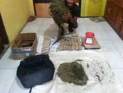 Polsek Manyak Payed Amankan Penjual Ganja
