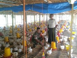 Peternak Ayam Broiler Mulai Stok Buat Ramadhan