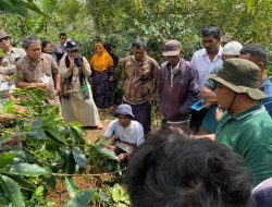 Petani Kopi Jabal Antara Ikuti Sekolah Lapangan