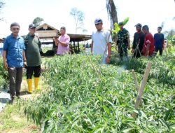Distambun Aceh Survei Teuku Umar Farm