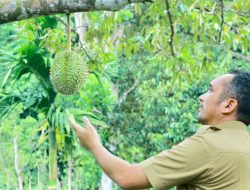 Sabang Ikut Kembangkan Sektor Pertanian