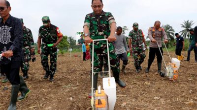 Kodim Aceh Timur Tanam Jagung Serentak