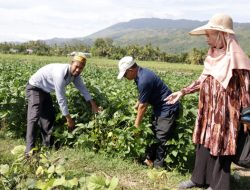 Lewat Dana Desa Petani Empee Trieng Panen Kacang