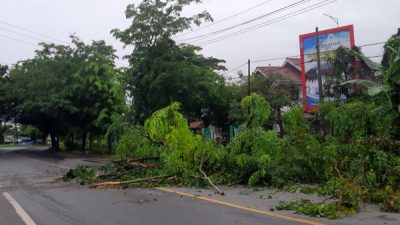 Pohon Tumbang di Langsa Macetkan Lalu Lintas