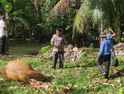 OTK Pencurian Ternak Racuni Sapi di Aceh Besar