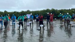 PLB Telah Tanam 40.900 Mangrove di Singkil