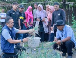 Pj Walikota Panen Bawang bersama Petani