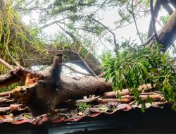 9 Rumah Rusak Tertimpa Pohon di Sabang