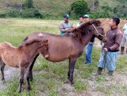 Peneliti UKS: Kuda Gayo, Diambang Kepunahan