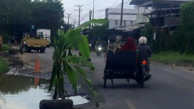 Pohon Pisang di Bahu Jalinsum Berlubang