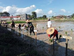 Langsa Sulap Lahan Tidur Jadi Sawah
