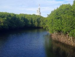 Mangrove Forest Park, Wisata Berkelas Nasional