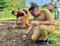 Pemko Sabang Uji Coba Tanam Padi Gogo