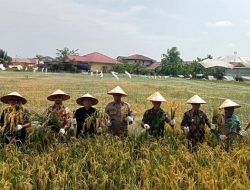 Panen Padi Sawah di Lahan Tidur Matang Seulimeng
