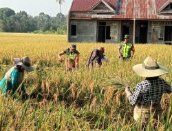 Gampong Panton Rayeuk M Panen Raya