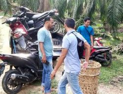 Polres Langsa Gerebek Judi Sabung Ayam