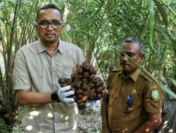 Pj Walikota Sabang Panen Salak