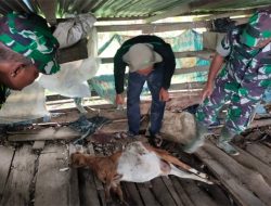 Harimau Mangsa Ternak Kambing di Peunaron