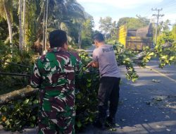 Pohon Tumbang di Jalan Lintas Sumatera
