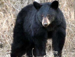 Beruang Madu Teror Warga Ulu Nuwih, Aceh Tengah