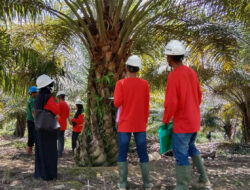 PLB Contoh Perkebunan Sawit Pengelolaan Baik