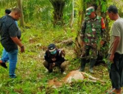 Harimau Memangsa Sapi Warga di Aceh Timur