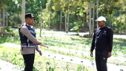 Polisi Aceh Ubah Lahan Ganja Jadi Lahan Palawija