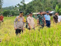 Panen Perdana Padi Gogo di Kota Sabang